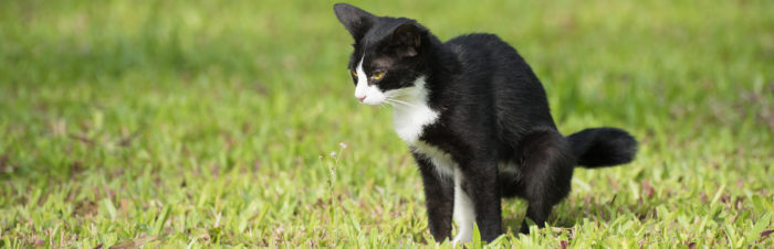Urinary tract disease in cats