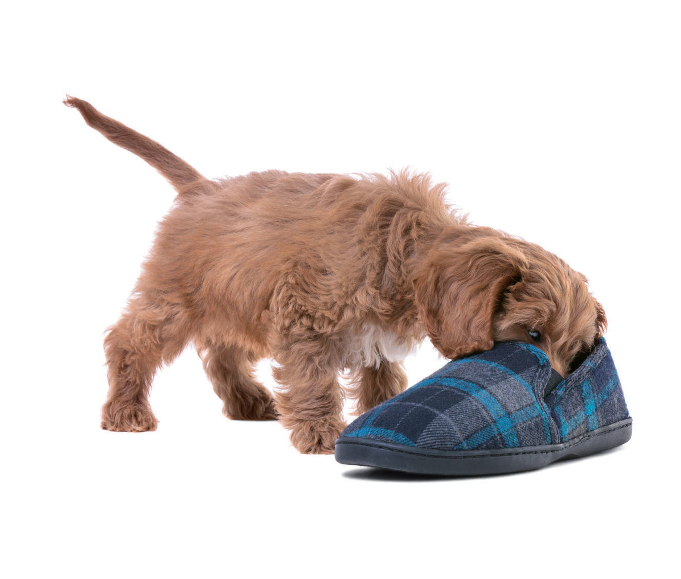 Puppy in slipper