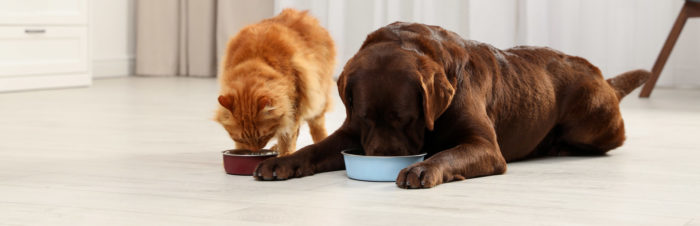 Diet after spaying or neutering